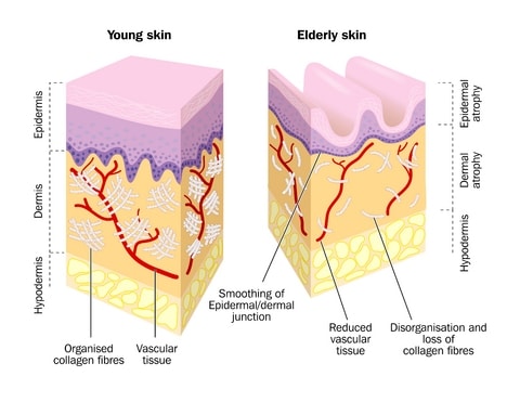 young-elderly-skin